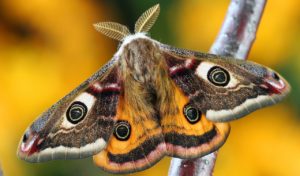 Nahaufnahme Eines Schmetterlings, Foto: Pixabay/Pexels (CC0)