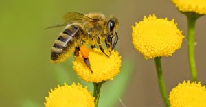 Braune Und Schwarze Biene Auf Gelbem Blumennektar, Foto: Pixabay/Pexels (CC0)