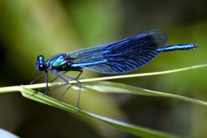Blaue Libelle, Foto: Pixabay/Pexels (CC0)