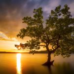 #Baum #See #Sonnenuntergang