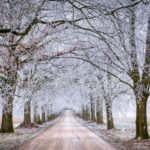 #Winter #Wald