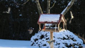 #Vogel #Futterhaus #Winter