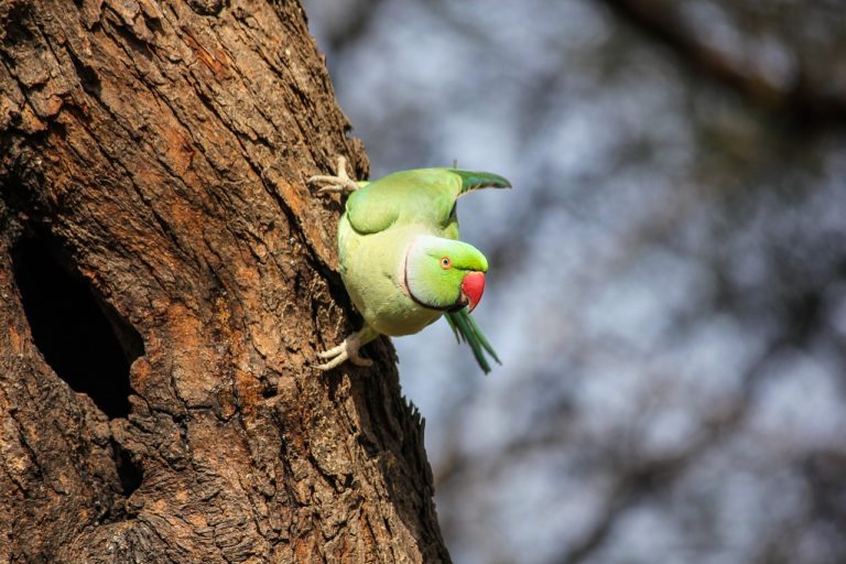 #Halsbandsittich #Papagei #Vogel #Neozoe
