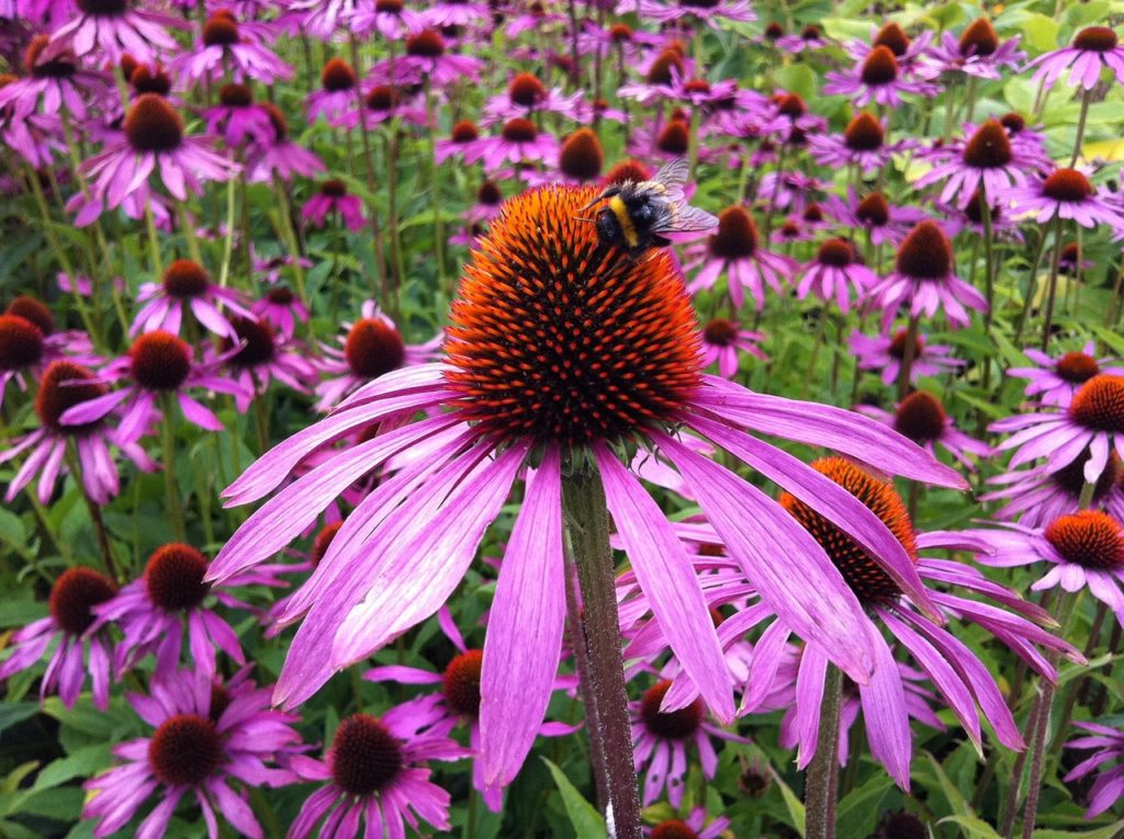 #purpurfarbener Sonnenhut #Echinacea purpurea